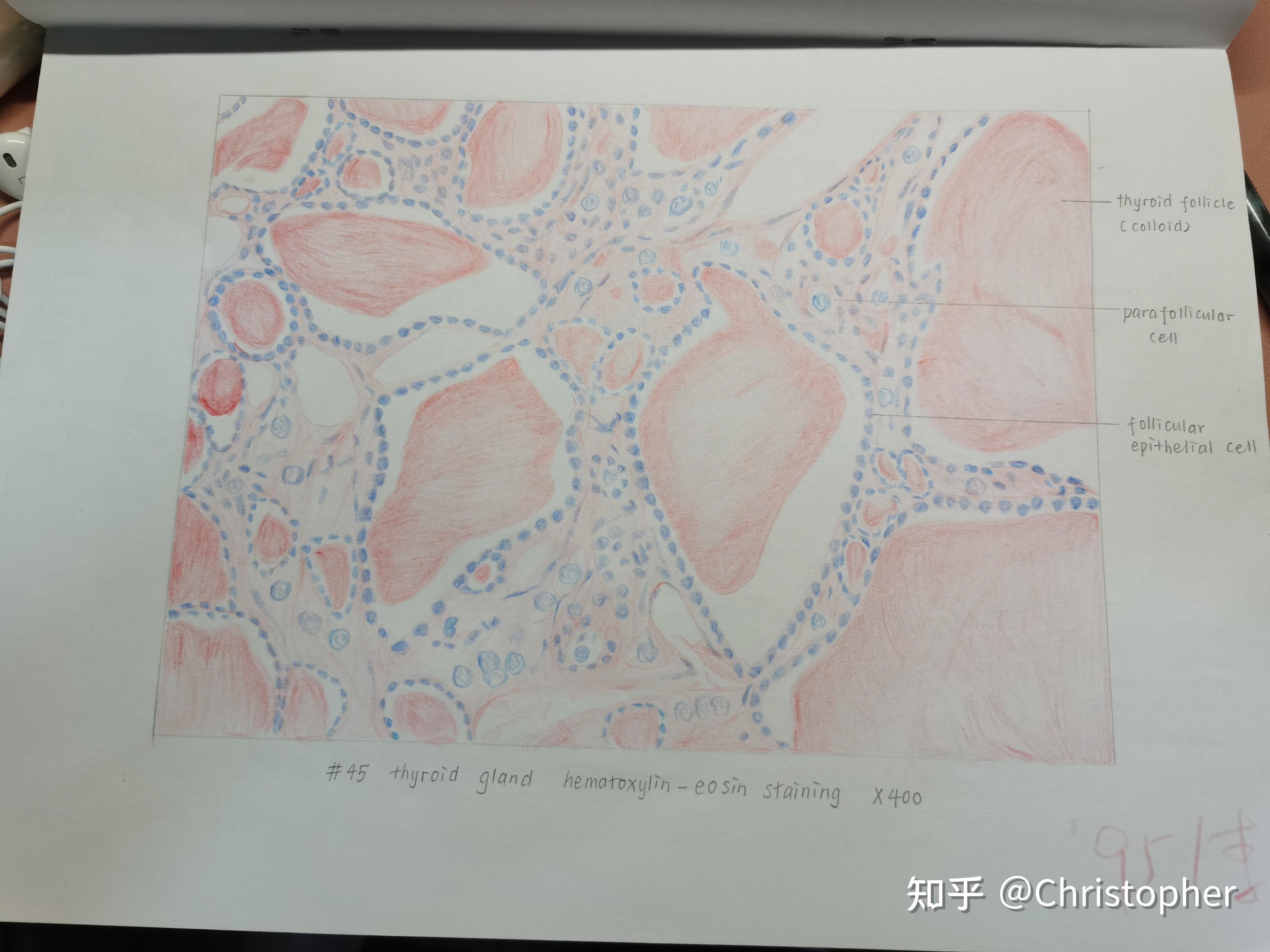 组织胚胎学红蓝铅笔绘图