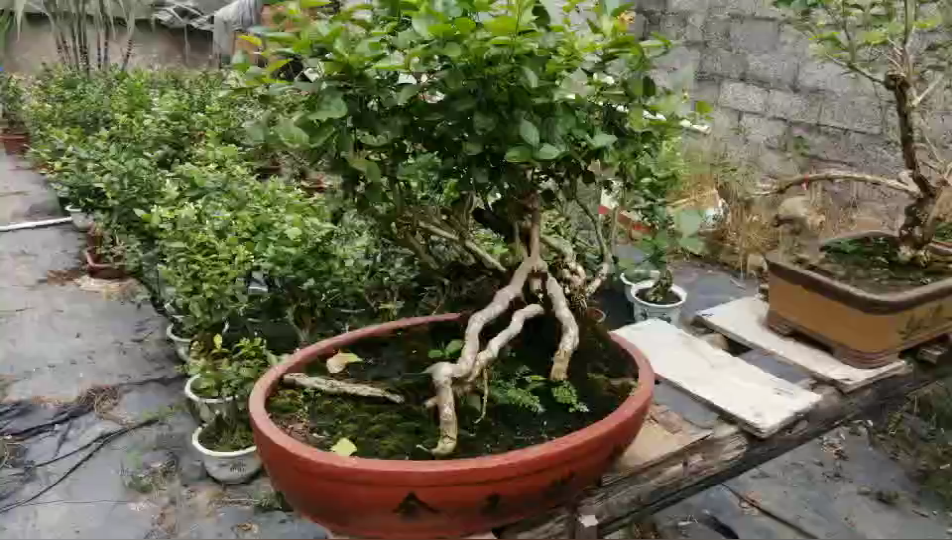 横县茉莉花盆栽 横县茉莉花盆栽,茉莉花老桩,茉莉花盆景,茉莉花种植