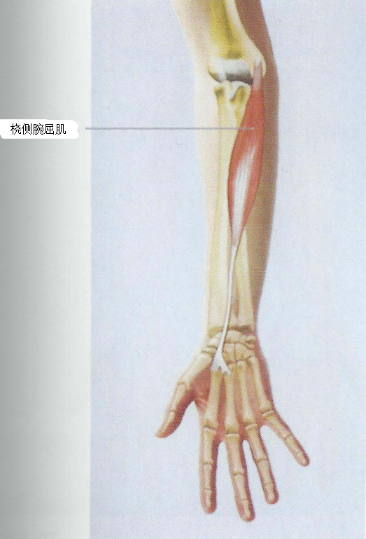 2,桡侧腕屈肌(flexor carpi radialis)