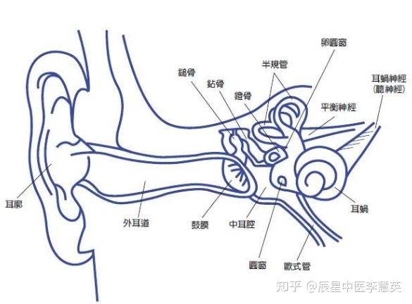 外耳道 鼓膜 中耳 耳蜗 内耳       附耳部解剖图