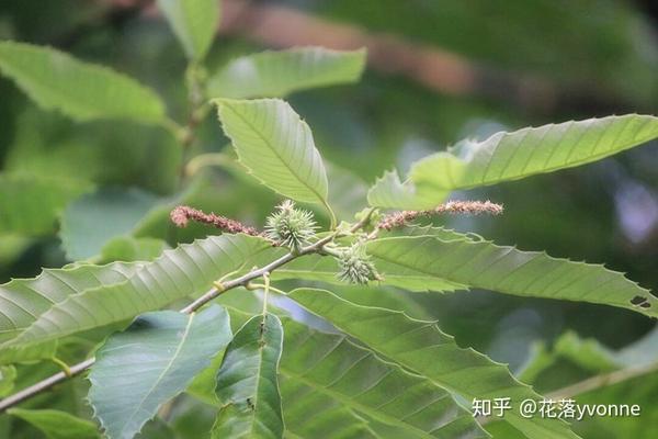 春末夏初,栗树开花,雌花长在雄花序的下部,尖刺同步生长