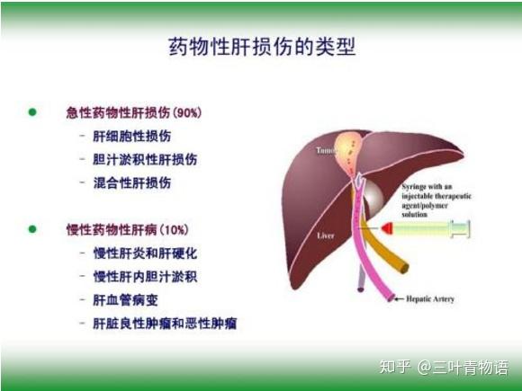 三叶青神奇药效四,抗肝损伤