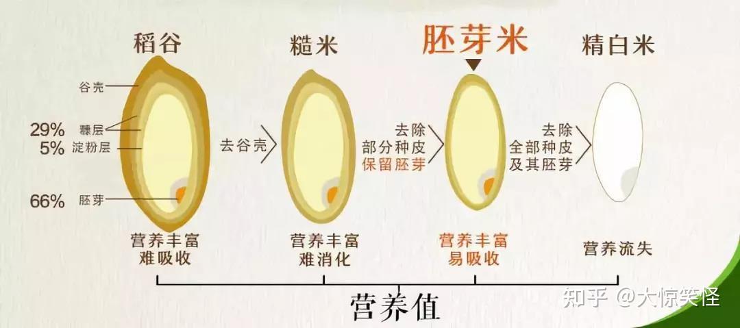 糙米胚芽米白米有什么区别