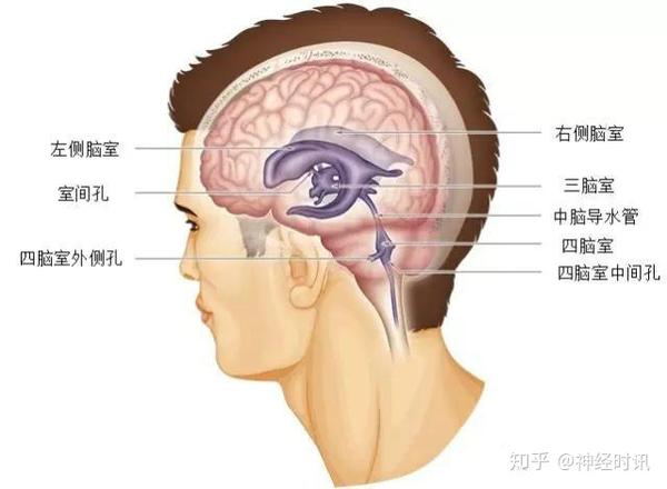 史上最全脑室解剖图谱快收藏了吧