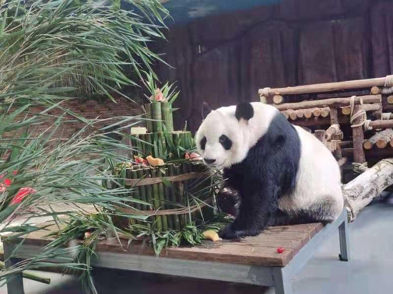 100名小朋友一起为东莞香市动物园大熊猫庆生