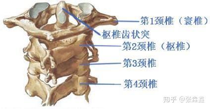 颈椎病前世与今生浅谈