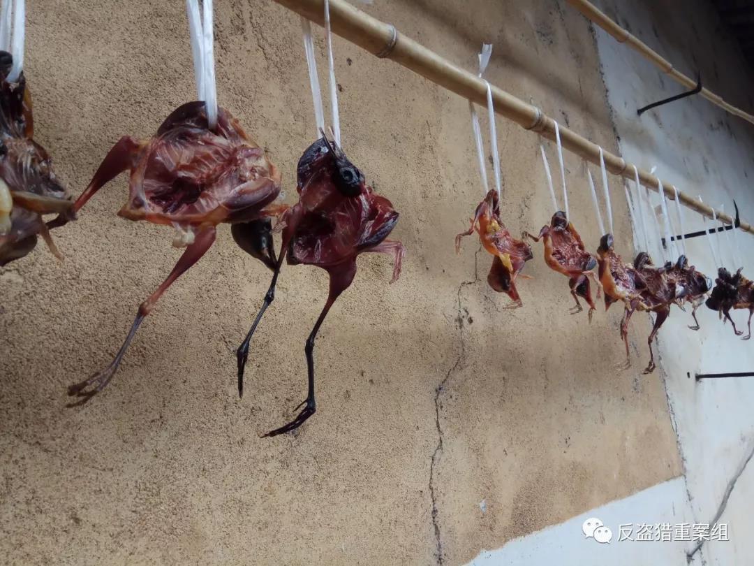 院墙挂十余只鸟类"干尸",背后竟是一种骇人传统?