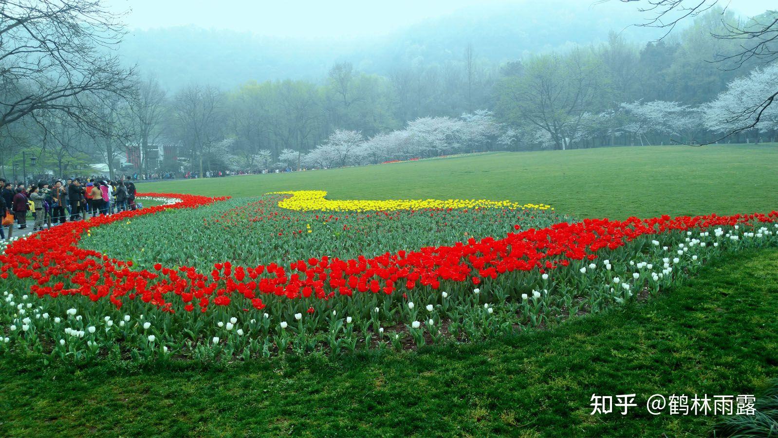 江南最美的樱花郁金香圣地杭州太子湾公园