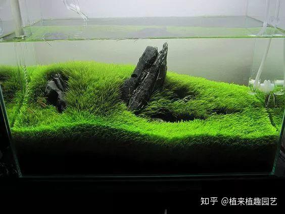 长沙植来植趣|ada风格草缸造景赏析