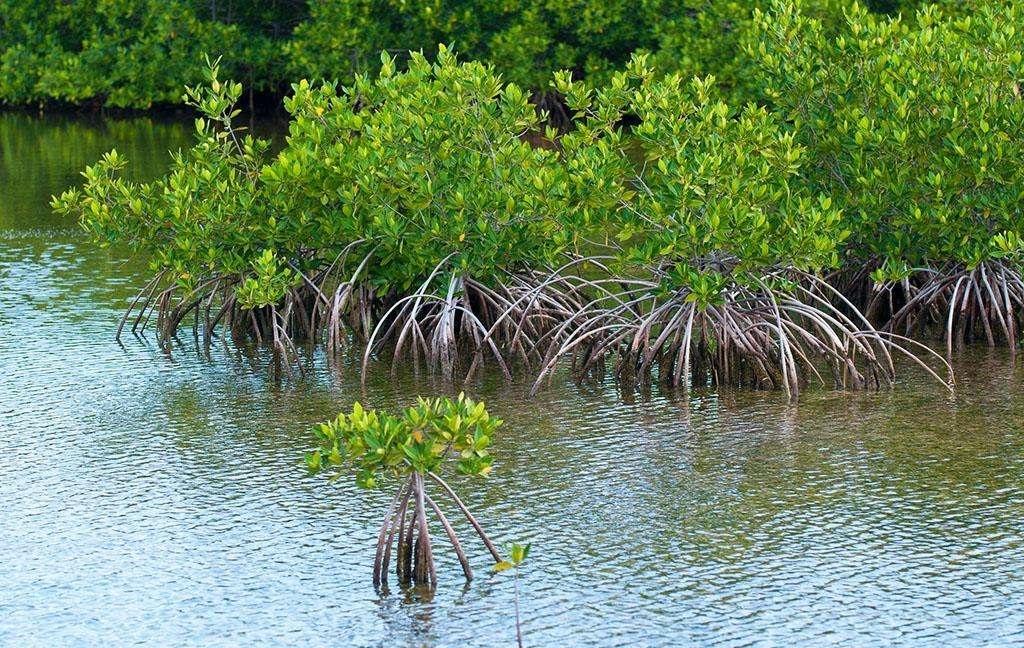 natureclimatechange全球红树林土壤碳储量及其损失