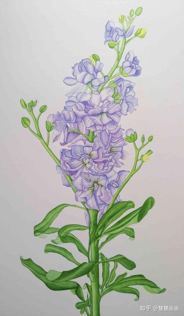 零基础水彩紫罗兰:第二幅完工的水彩画