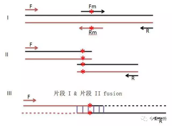 重叠延伸pcr分为2种:用重叠延伸pcr做定点突变 和 用重叠延伸pcr做