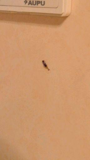 请问这种细长的像灰尘的是什么虫,在墙上爬,卫生间发现的,挺恶心的?