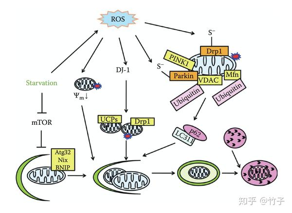 线粒体膜的保护机制(五):线粒体自噬