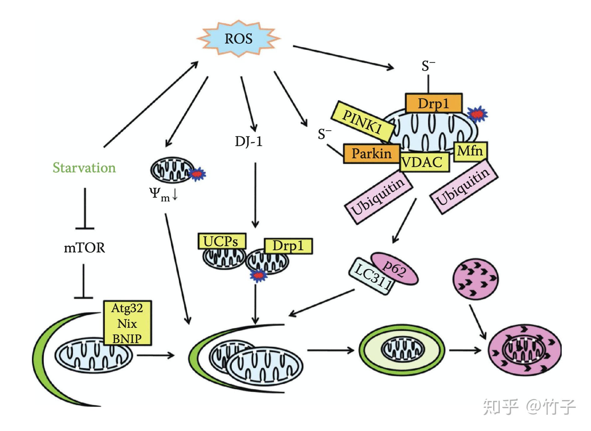 线粒体膜的保护机制五线粒体自噬