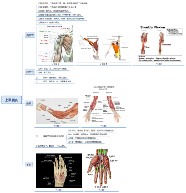 系统解剖笔记:一张图搞定上肢肌群 ps:点开图片,可放大图片看清思维导