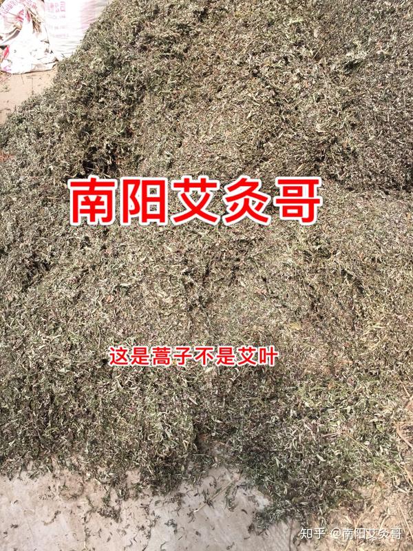 给大家看看艾草和蒿子的区别