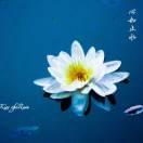 心如止水