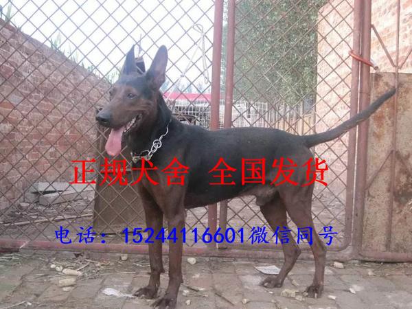 莱州红幼犬价格苏联红犬多少钱一只