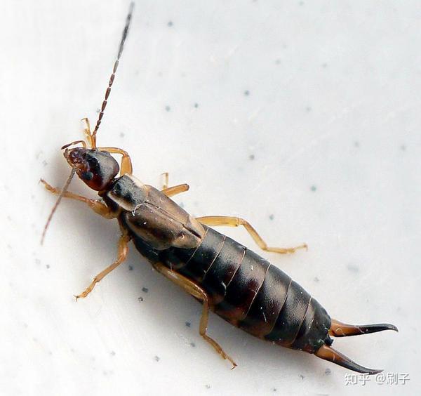 请问这是什么昆虫?怎么去除?