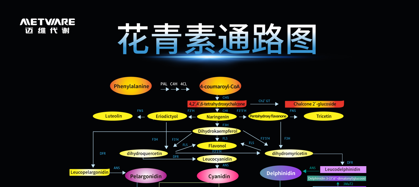 精美壁画高清纸质版花青素通路图限时免费领取