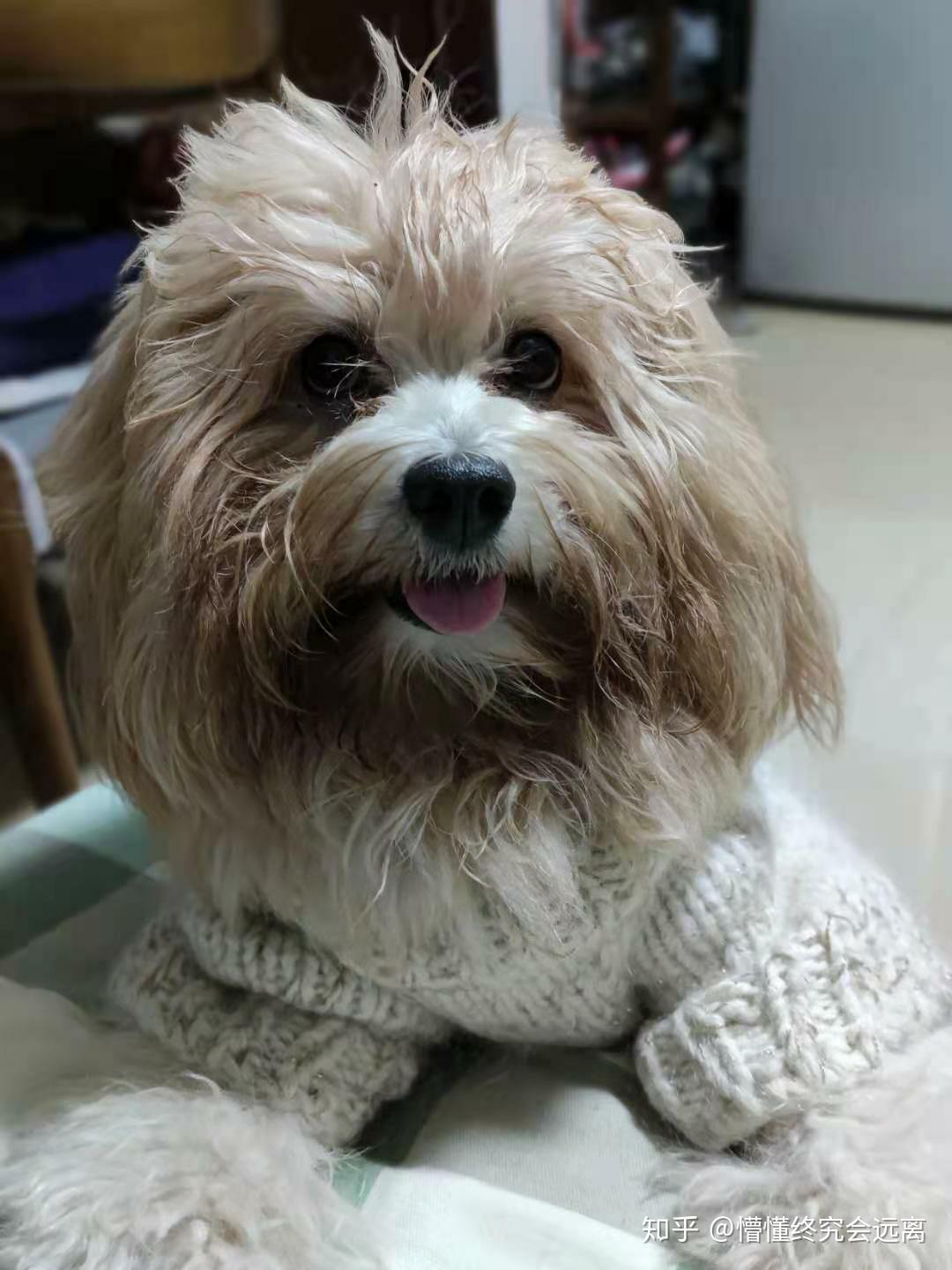 雪纳瑞和比熊的串串