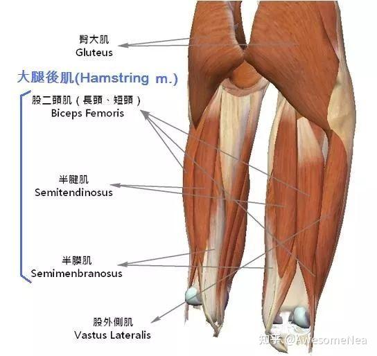 朋友说每天都有不少人由于运动导致大腿后侧肌肉拉伤前来他这里寻求