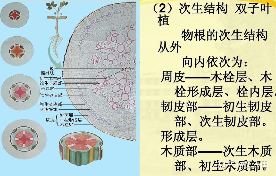 茎中次生韧皮部是内始式还是外始式