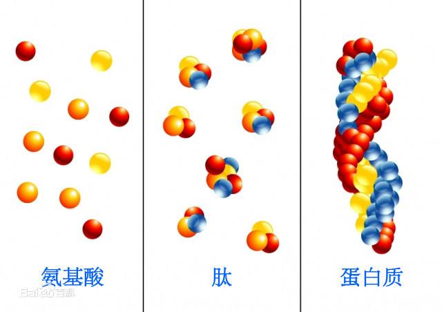 蛋白质和小分子肽哪个更管用