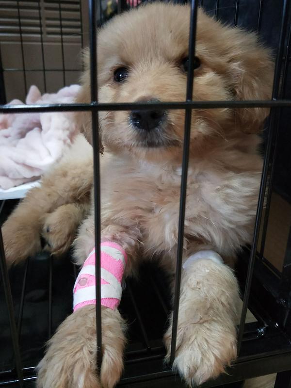 犬瘟细小#记录我家狗狗的生病历程