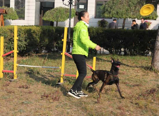 上海学习训犬有好的培训学校吗