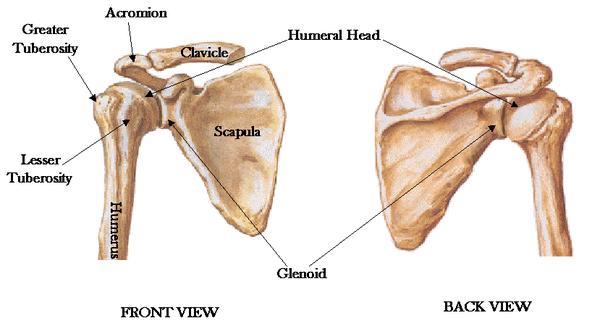 ▼肩关节共由四个关节组成:孟肱关节,肩锁关节,肩胸关节,胸锁关节