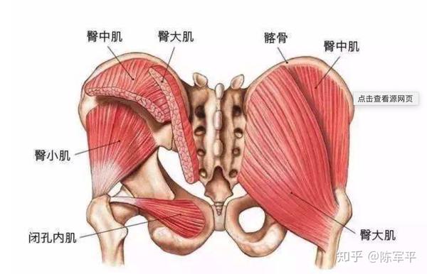 右侧臀大肌肌力弱为啥会导致左侧上斜肌疼痛?