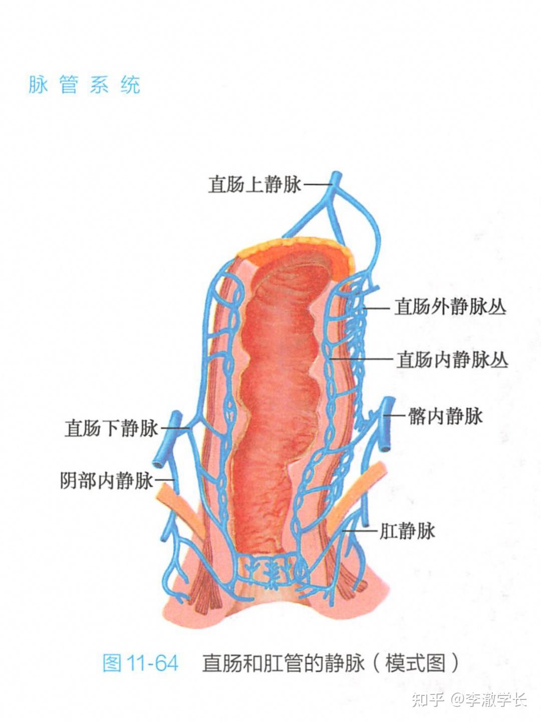 假期和男友过度开发医学gay教你如何修复菊花保护牛牛必看