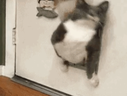 7 猫咪的身体非常柔软,好像会缩骨功,能通过非常小的缝隙,躲在空间很