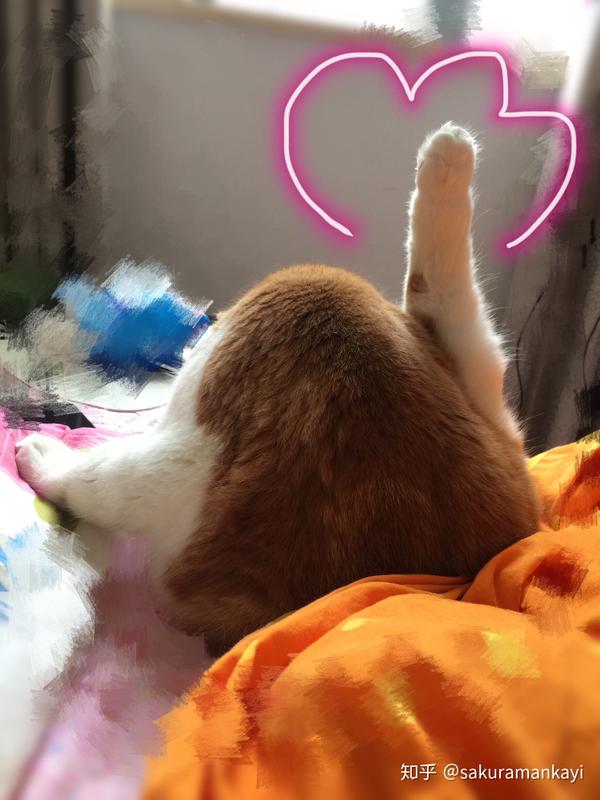 加菲猫头像真猫_咬人猫_加菲猫不会咬人吧