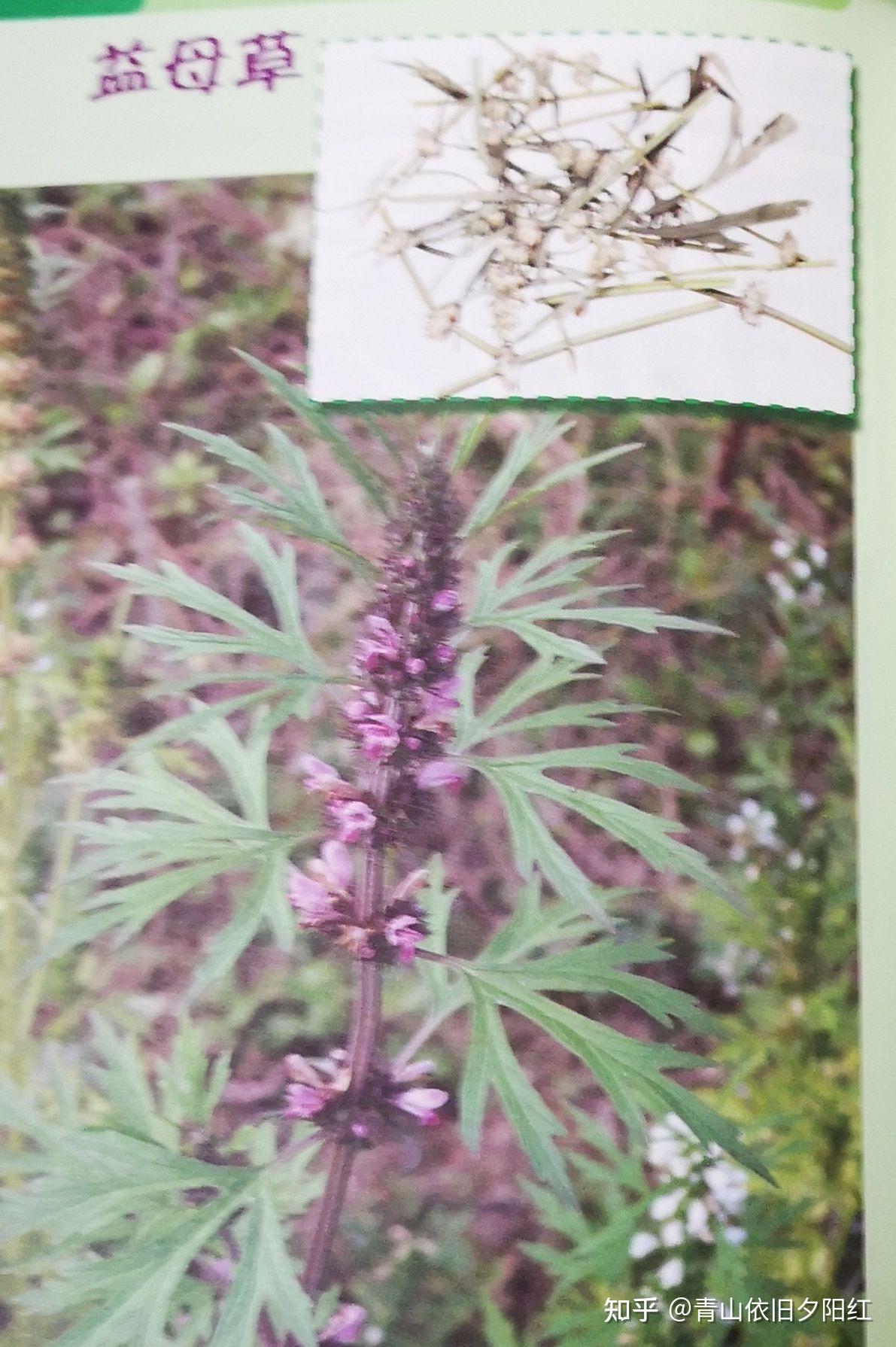 益母草长啥样