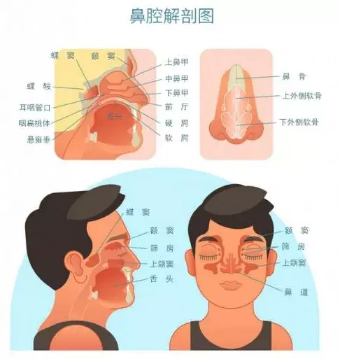 01 鼻子是我们人体呼吸通道的起始部分,是最主要的嗅觉