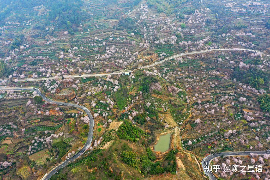 王可湾董家庄清潭坑岗竹山赏樱胜地十里樱花十里尘