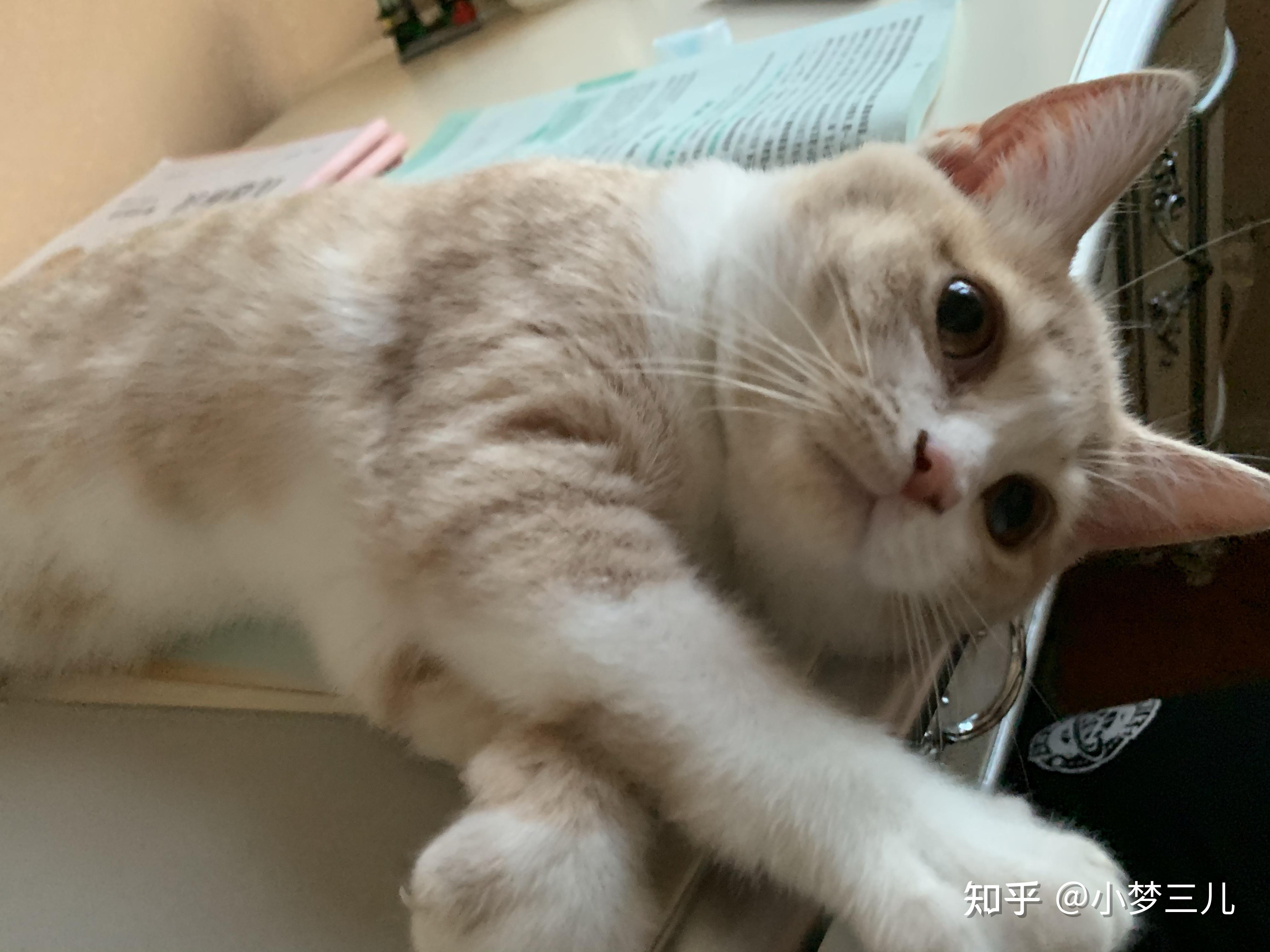 请问各位刘亦菲吴彦祖,这只是英短乳白猫吗?