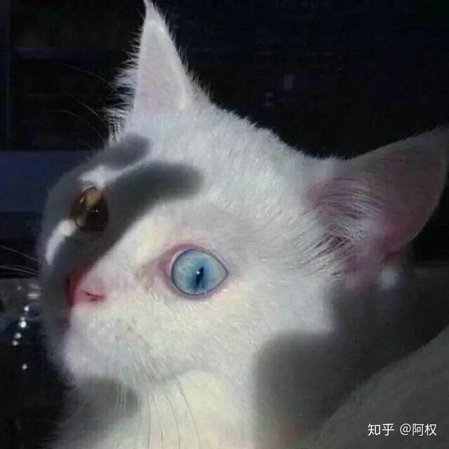 能给我一些高冷的猫的画做头像吗