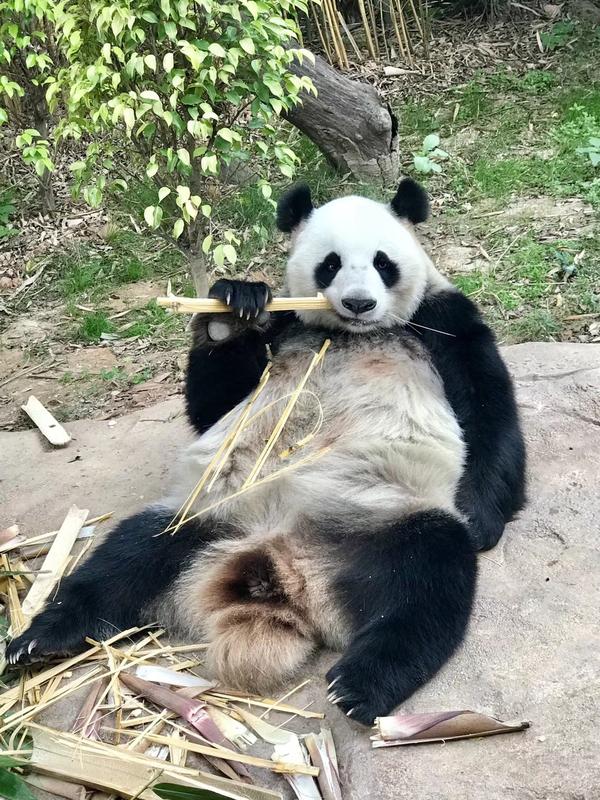 后来寒假回国和表姐的小孩子去动物园的时候还特意拍了很多熊猫的视频