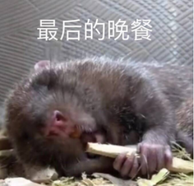 竹鼠这么可爱,为什么要吃竹鼠?