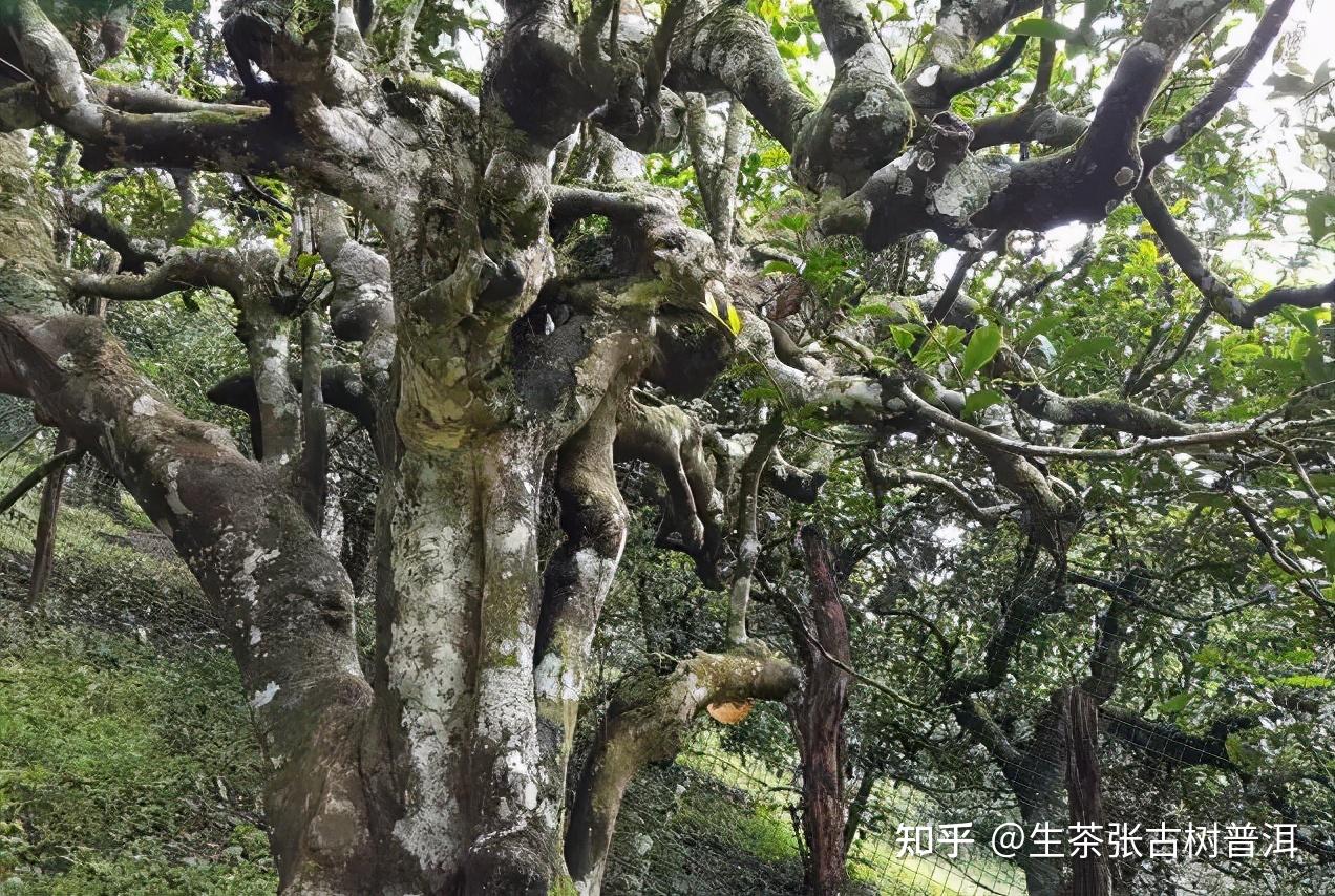 南糯山土层中所含的矿物成分非常丰富,且古树茶与周边植物共荣共生