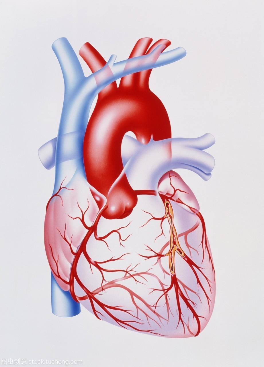 冠状动脉为什么易发生供血不足?