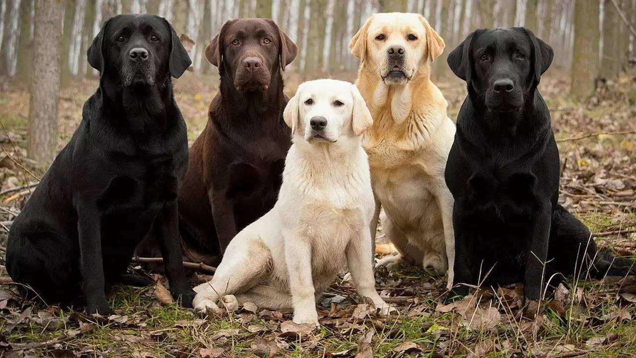 拉布拉多幼犬价格