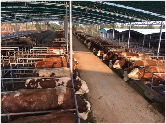 肉牛养殖场建设方法