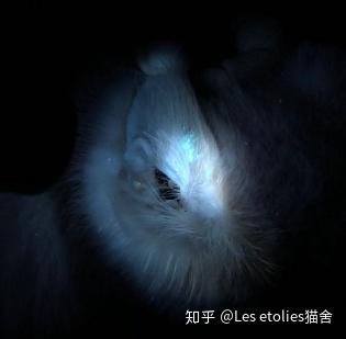 一般去医院医生会给我们的小猫使用伍德灯照射看是否有荧光反应,它是