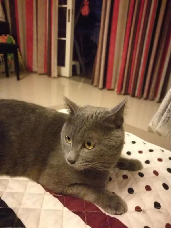 我家尖嘴猴腮的蓝猫是不是再也没有发腮的可能了