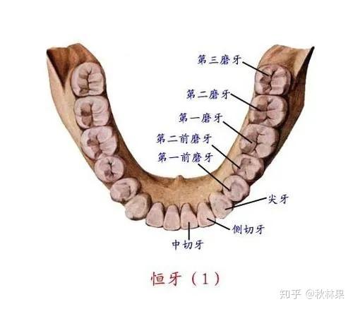 下牙的解剖图